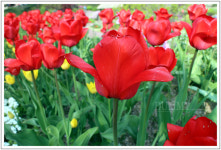 용인농촌테마파크 봄꽃 with  캐논 eso m :: 다나와 DPG 용인농촌테마파크 봄꽃 with 캐논 eso m