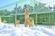 유기견들에게 따뜻한 겨울이 될 수 있도록 관심 부탁드려요.. :: 다나와 DPG 유기견들에게 따뜻한 겨울이 될 수 있도록 관심 부탁드려요