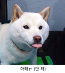 시바견이 진돗개에게 :: 다나와 DPG 시바견이 진돗개에게