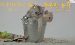 도토리숲 - 야옹아 놀자- 후와후와 코네코, 라브리 캣또