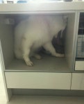 동물/식물 - 강아지가 고양이를 너무 핥아요