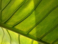 동물/식물 - 주간 초록이(tmi 주의