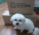 강아지대통령