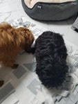강아지대통령