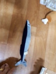 강아지대통령