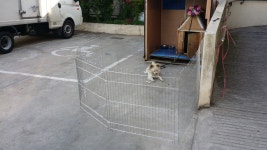 강아지대통령 강아지 대통령