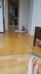 강아지대통령