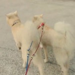 강아지대통령
