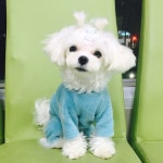 강아지대통령 강아지 대통령