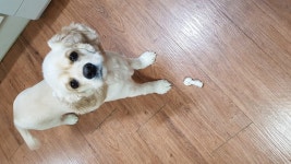 강아지대통령