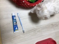 강아지대통령