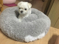 강아지대통령
