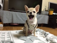 강아지대통령
