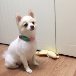 강아지대통령