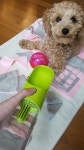 강아지대통령