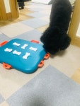 강아지대통령