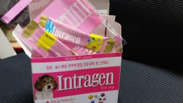 강아지대통령 강아지를 사랑하는 대통령