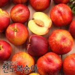 [과일예찬] 싱그런 천도복숭아 3kg(22과내외)_간편보기_동원몰