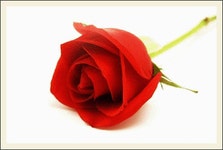 ♧ 꽃처럼 아름다운 당신을 사랑합니다