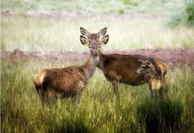 행복한 사슴가족