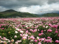 ☆━ 그 별하나로 내맘은 천년을 살았다 - 湖夜 이춘효 ━☆