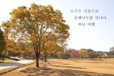 (서울여행/은행나무) 노거수 서울근교 은행나무를 만나러 떠난 여행