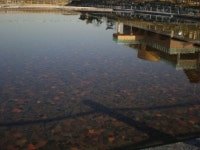 [인천]공원으로는 2% 부족한 소래습지생태공원