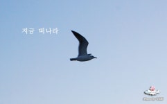 [전남/고흥] 고흥의 아름다운 일몰을 볼 수 있는 녹동항, 고흥여행-④