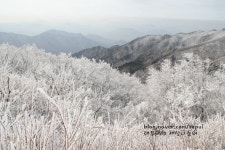 소백산 천문대길 눈꽃과 상고대 1