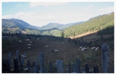 운남/차마고도 여행: 호도협에서 샹그릴라로..