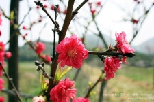 [전북 군산] 신시도, 새로운 역사를 그리다! : 월영산 트레킹