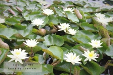 지금 호수공원엔..