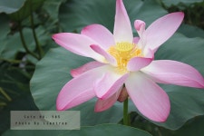 지금 호수공원엔..