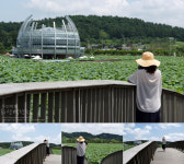 [무안] 회산백련지 / 동양 최대의 백련 자생지, 연꽃의 바다를 가다 !