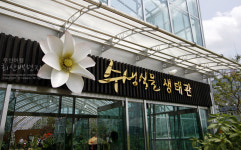 [무안] 회산백련지 / 동양 최대의 백련 자생지, 연꽃의 바다를 가다 !
