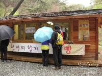 [경기도 양평군 용문면/용문역] 용문토박이집 - 안동산마,횡성더덕판매, 지평막걸리에 산마 안주! -> 용문산 산행