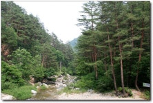 [울진］하루에 80명, 선택받은 사람만 갈수 있는 귀족의 길＜금강소나무 숲길＞