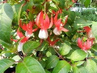 [충북 청원] 청원 상수 허브랜드 힐링여행기 :: 허브향에 최해 꽃밥을 만끽한 상수허브랜드 투어