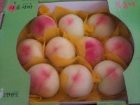 복숭아넘이쁘죠!