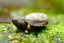 이스턴 머드 터틀거북 1