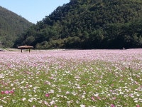 탈)날씨도 좋고, 꽃도 좋고,