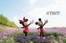 [아산 은행나무길] 사랑하기 참 좋은 계절... 그리고 여기.... 아산시 곡교천 코스모스