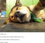 동물들 허세짤 모음