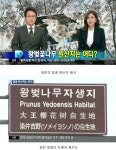 왕벚꽃나무 원산지는 어디?