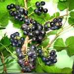 해독작용 탁월한 산머루의 효능