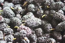 오디의 효능이 이렇게 다양하다니! 먹고 젊어지자구요~ ^^