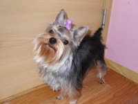 1년 차 우리집 귀영둥이 초롱이 입니다