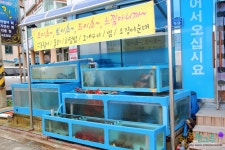 속초 장사항횟집/청정해역 자연산 꼬랑치,강도다리의 충격적인 맛!