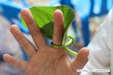 용천체험나라 365들녘축제 # 고구마캐기 특급체험