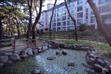 도심에서 즐기는 산림욕 둘레길 소나무숲길